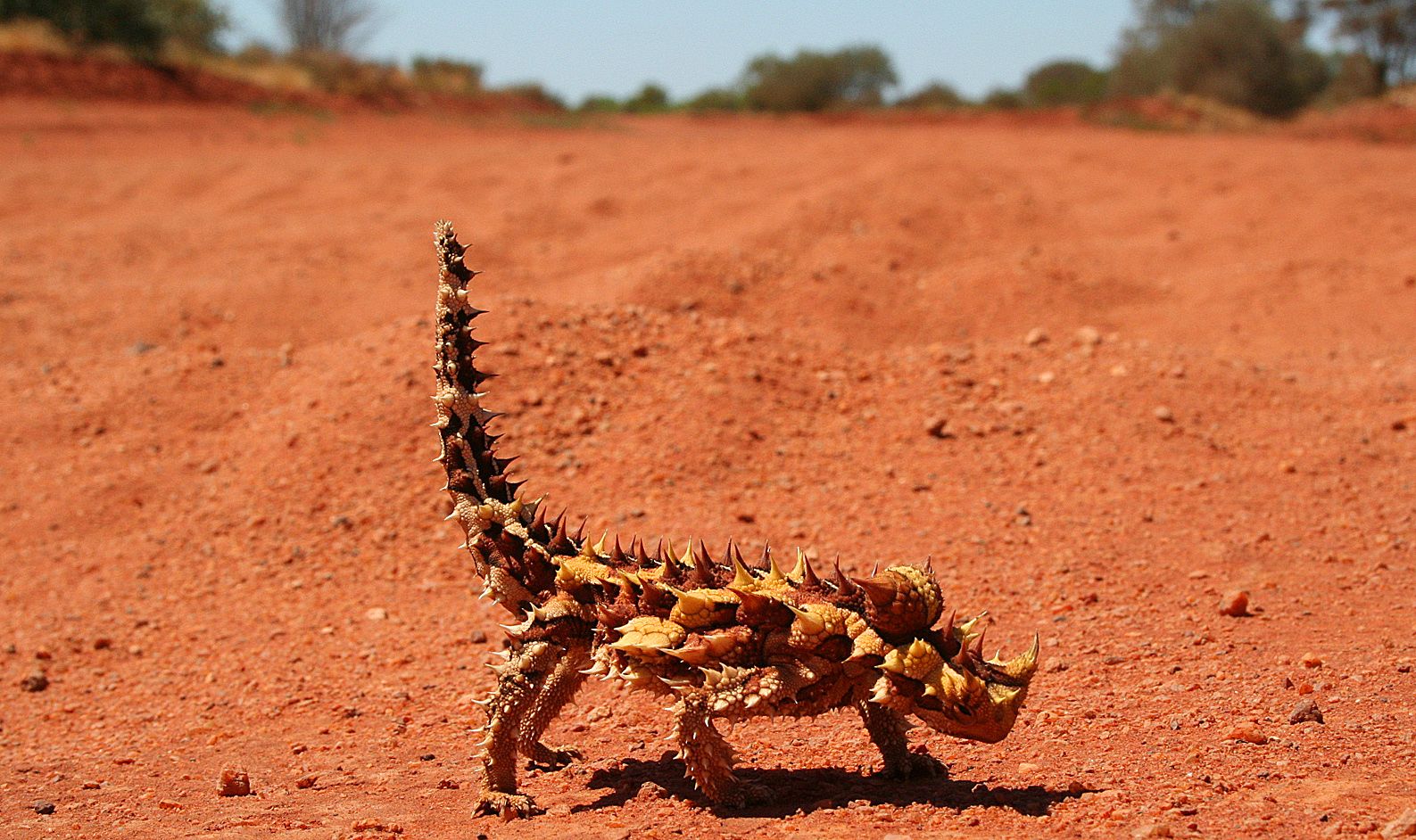 Gibson Desert | One Earth